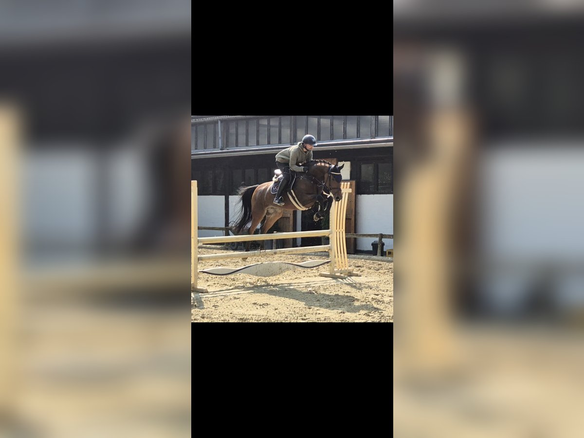 Zangersheider Mare 8 years 15,2 hh Brown in Willich