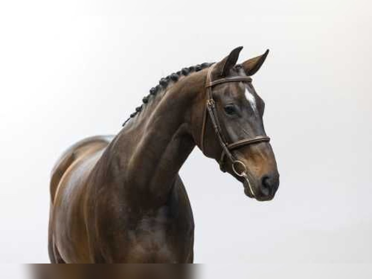 Zangersheider Mare 8 years 16,1 hh Bay-Dark in Waddinxveen