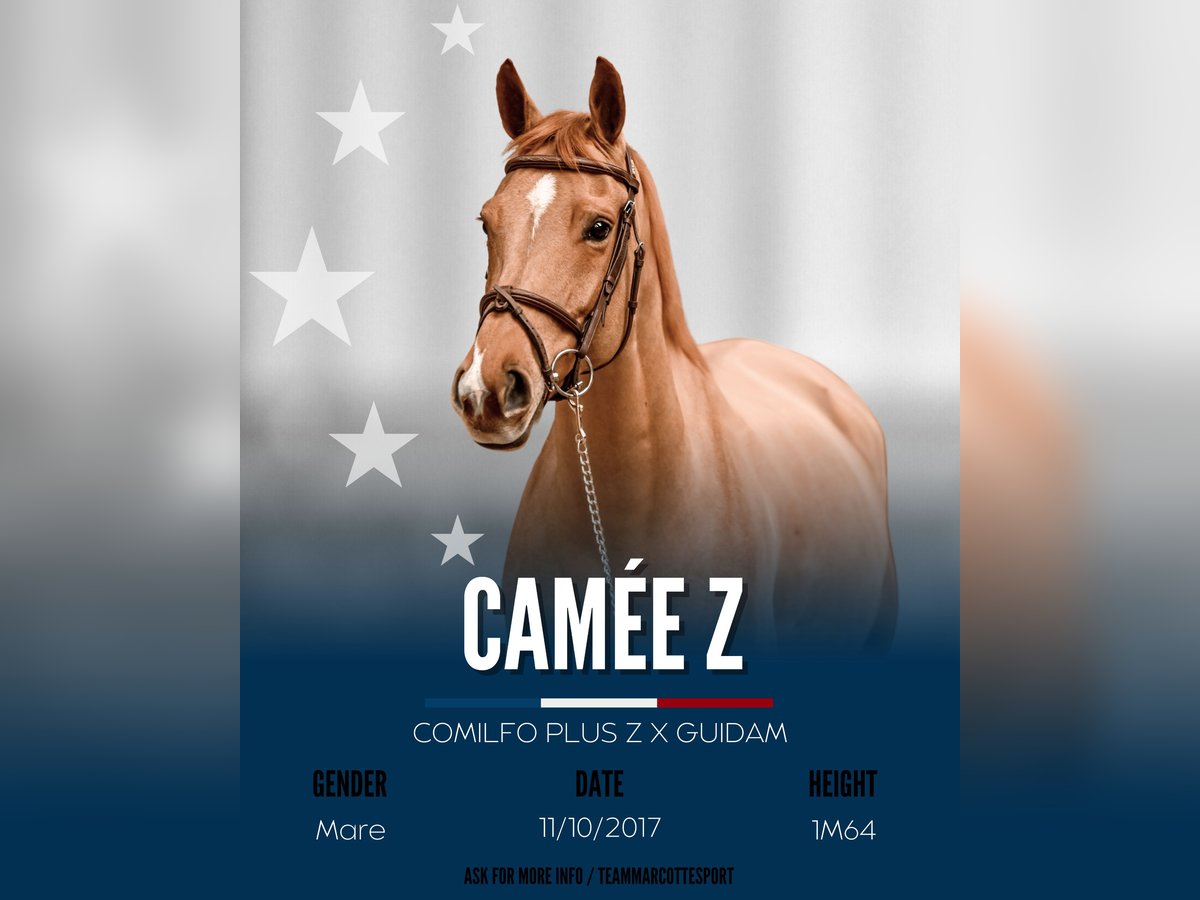 Zangersheider Mare 8 years 16 hh Chestnut-Red in Bondues