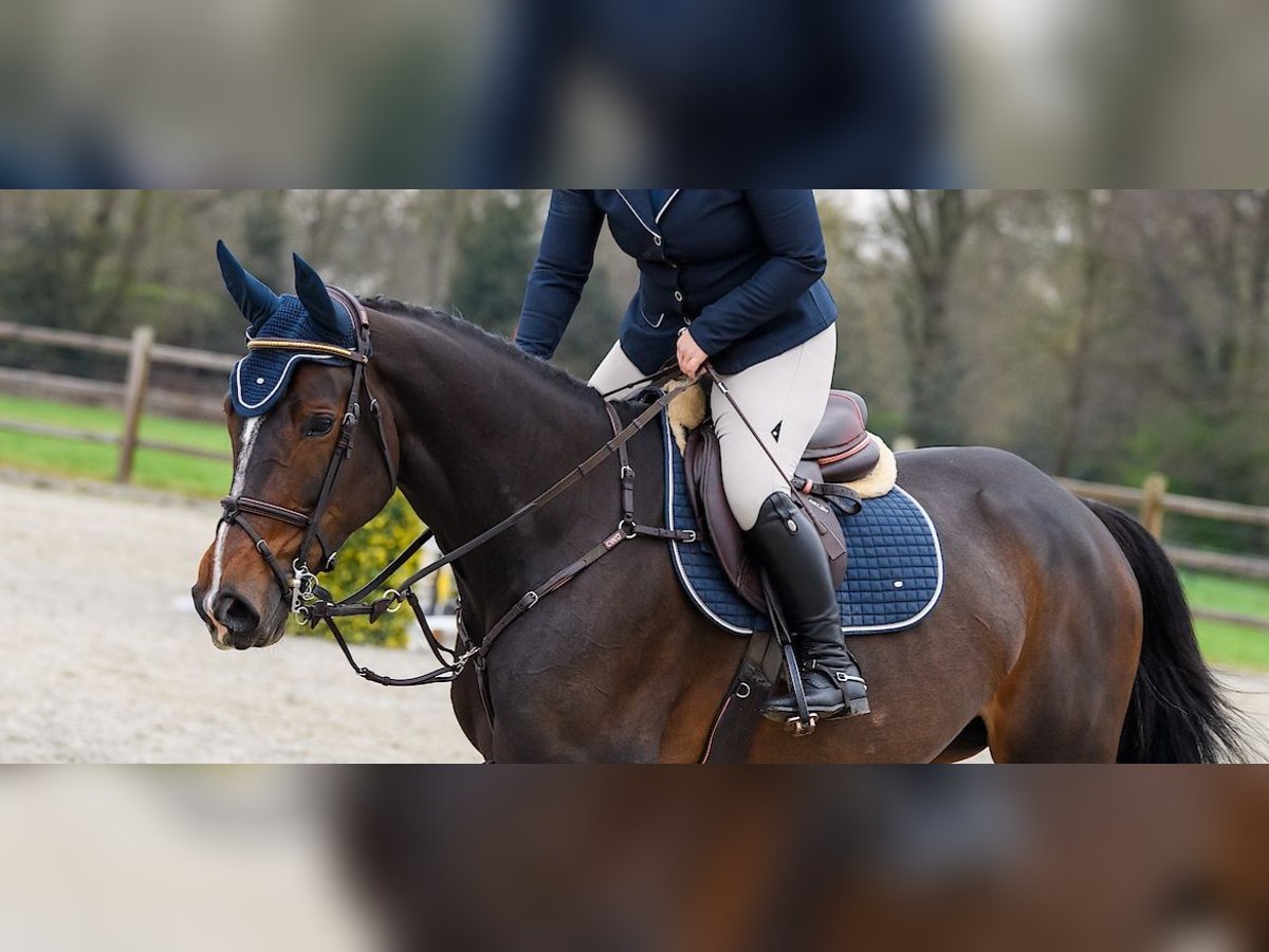 Zangersheider Mare 8 years 17 hh Bay-Dark in Tilburg