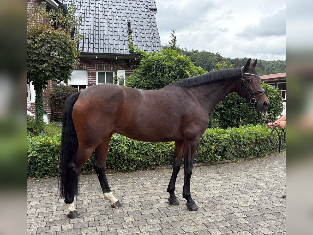 Zangersheider Mare 9 years 16,1 hh Brown in W&#xE4;chtersbach