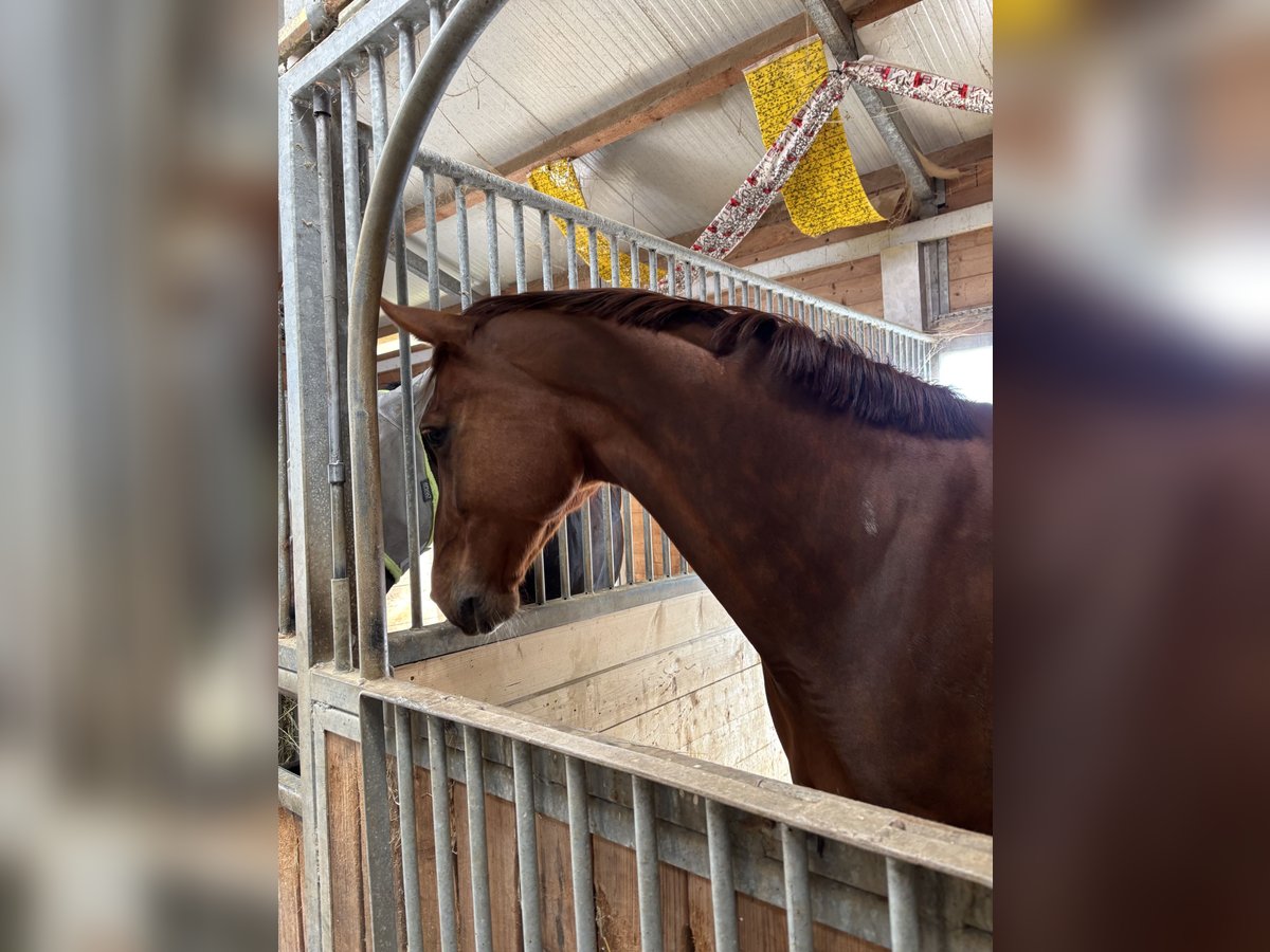 Zangersheider Mare 9 years 16,1 hh Chestnut in Bad Wurzach