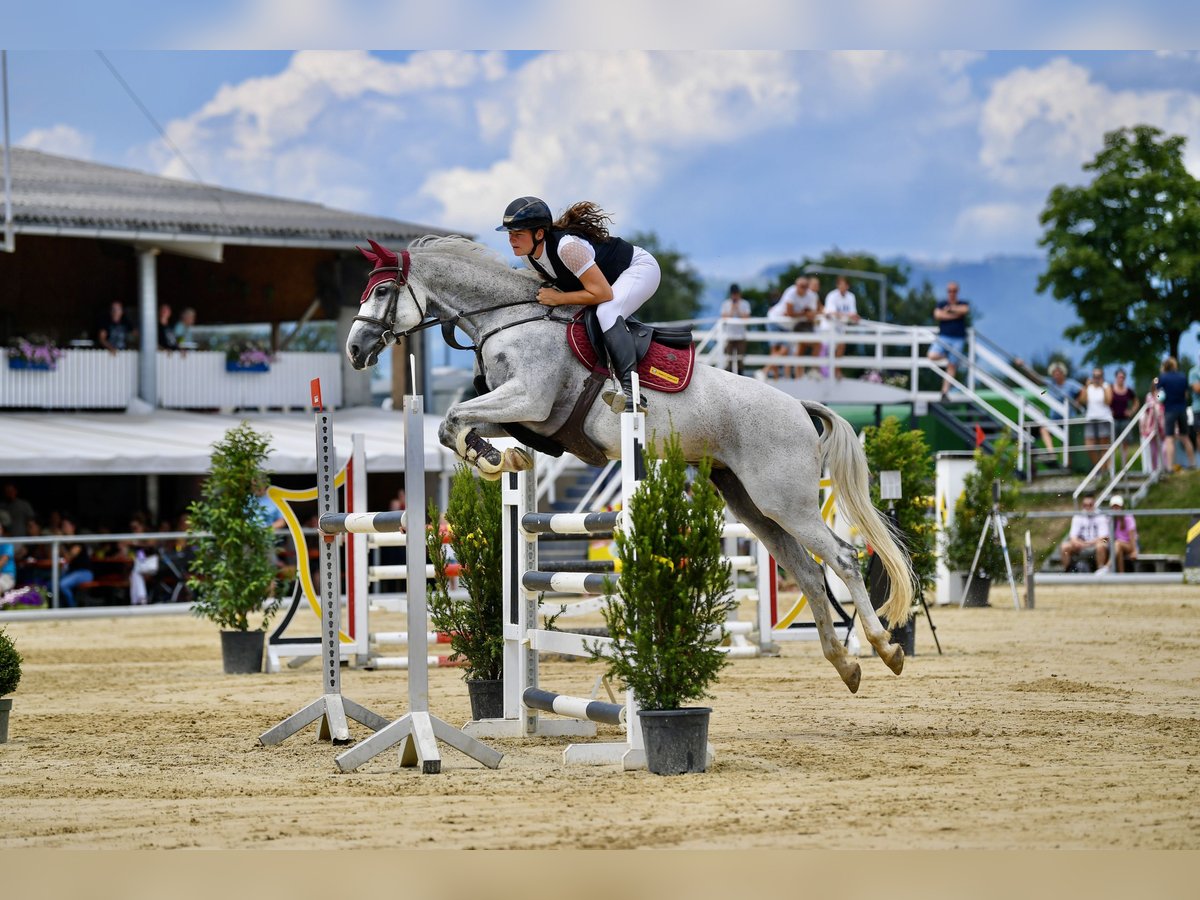 Zangersheider Mare 9 years 16,1 hh Grey in Schlins