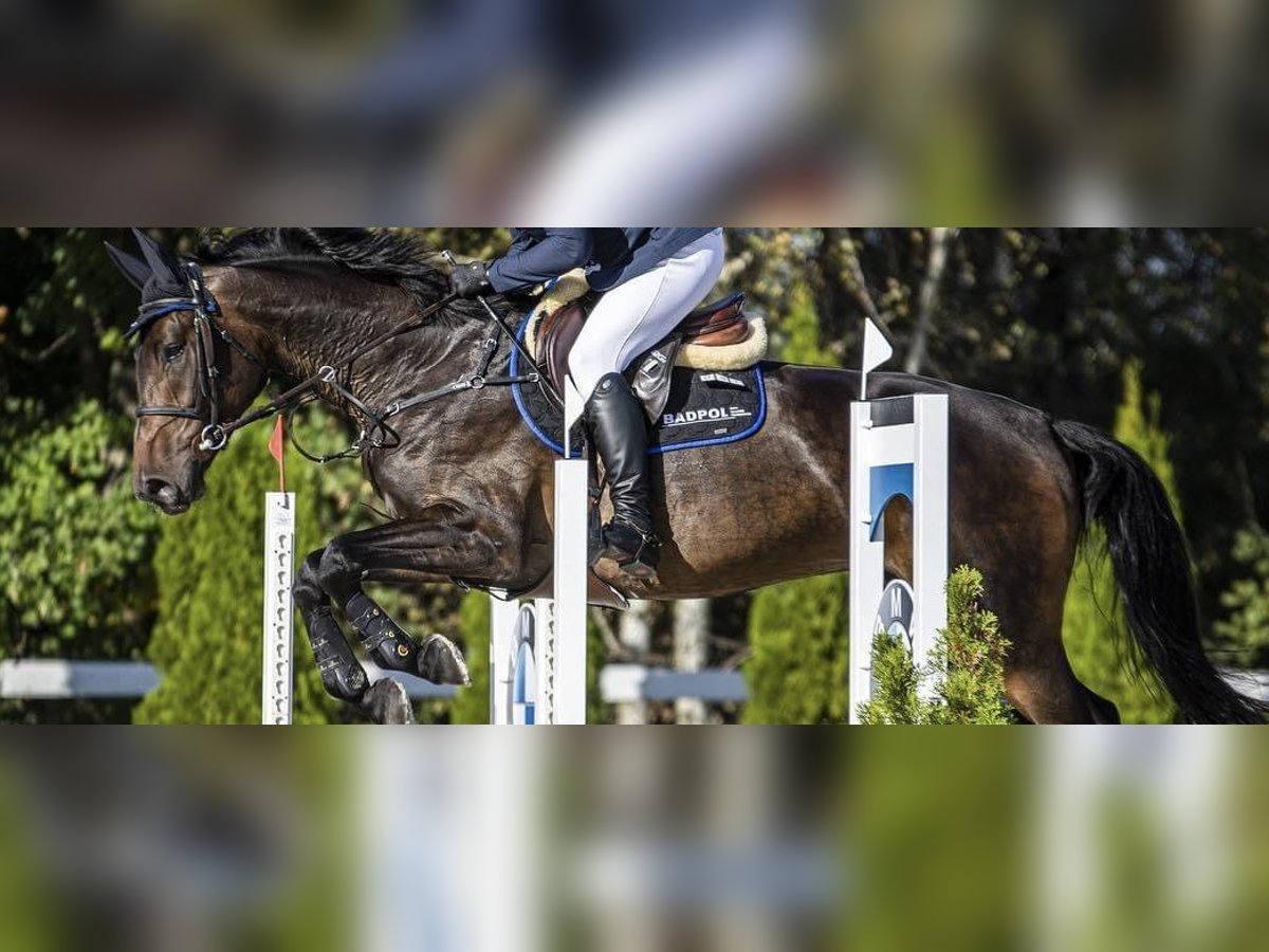 Zangersheider Mare 9 years 16,1 hh Smoky-Black in Stary Go&#x142;&#x119;bin