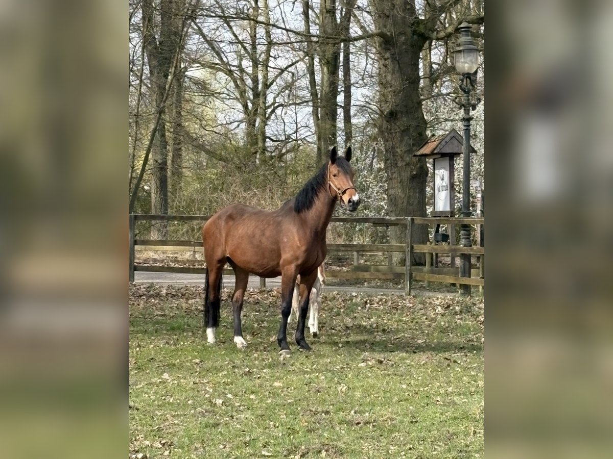 Zangersheider Mare 9 years 17 hh Brown in Bad BentheimBad Bentheim Zangersheider Mare 9 years 17 hh Brown in Bad BentheimBad Bentheim
