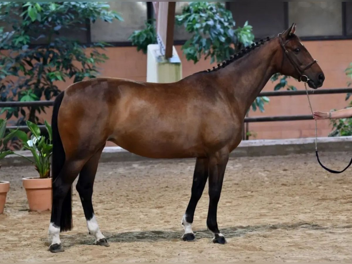 Zangersheider Mare 9 years Bay in binago