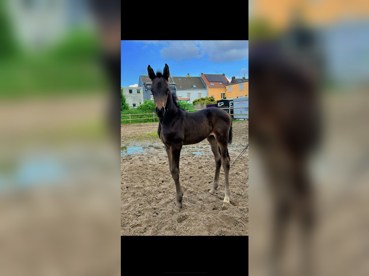 Zangersheider Mare Foal (04/2024) 12,2 hh Bay-Dark in Herzogenrath