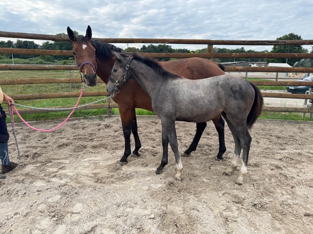 Zangersheider Mare Foal (03/2025) 16,1 hh Grey in Hatten