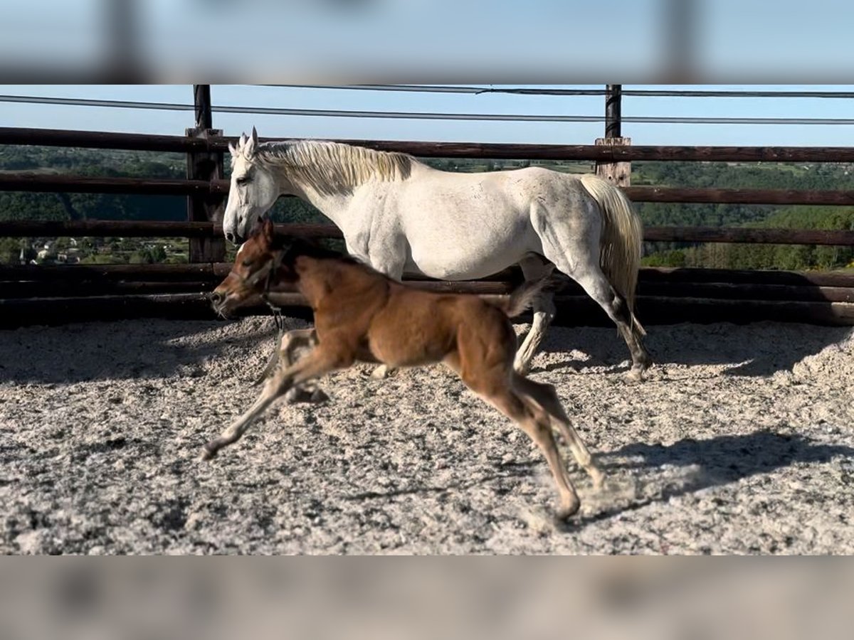 Zangersheider Mare  16,2 hh Brown in Li&#xE8;ge