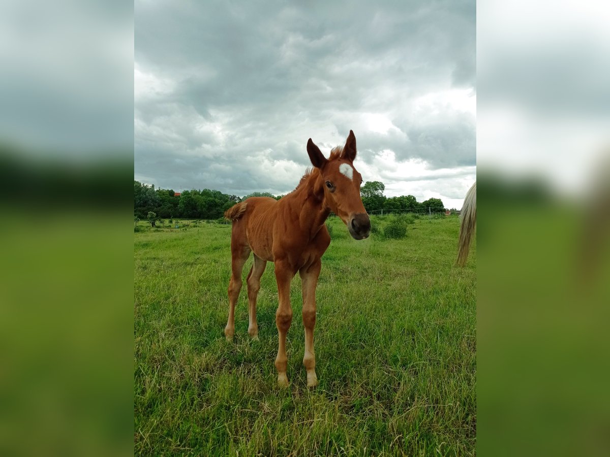 Zangersheider Mare  16,2 hh Chestnut-Red in M&#xFC;cheln (Geiseltal)