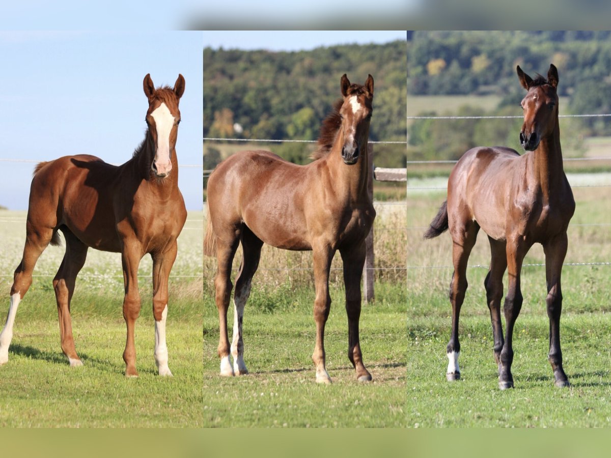Zangersheider Mare Foal (04/2025) 16,2 hh Chestnut-Red in Dobromierz