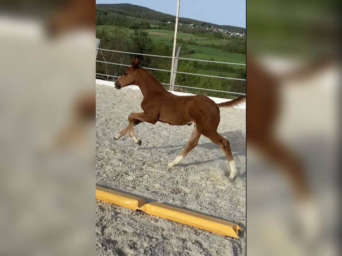 Zangersheider Mare  16,2 hh Chestnut-Red in Weiden bei Rechnitz