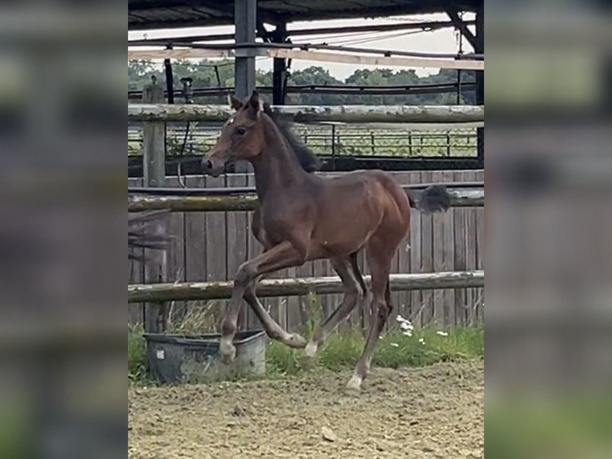 Zangersheider Mare Foal (06/2025) Bay-Dark in Kevelaer