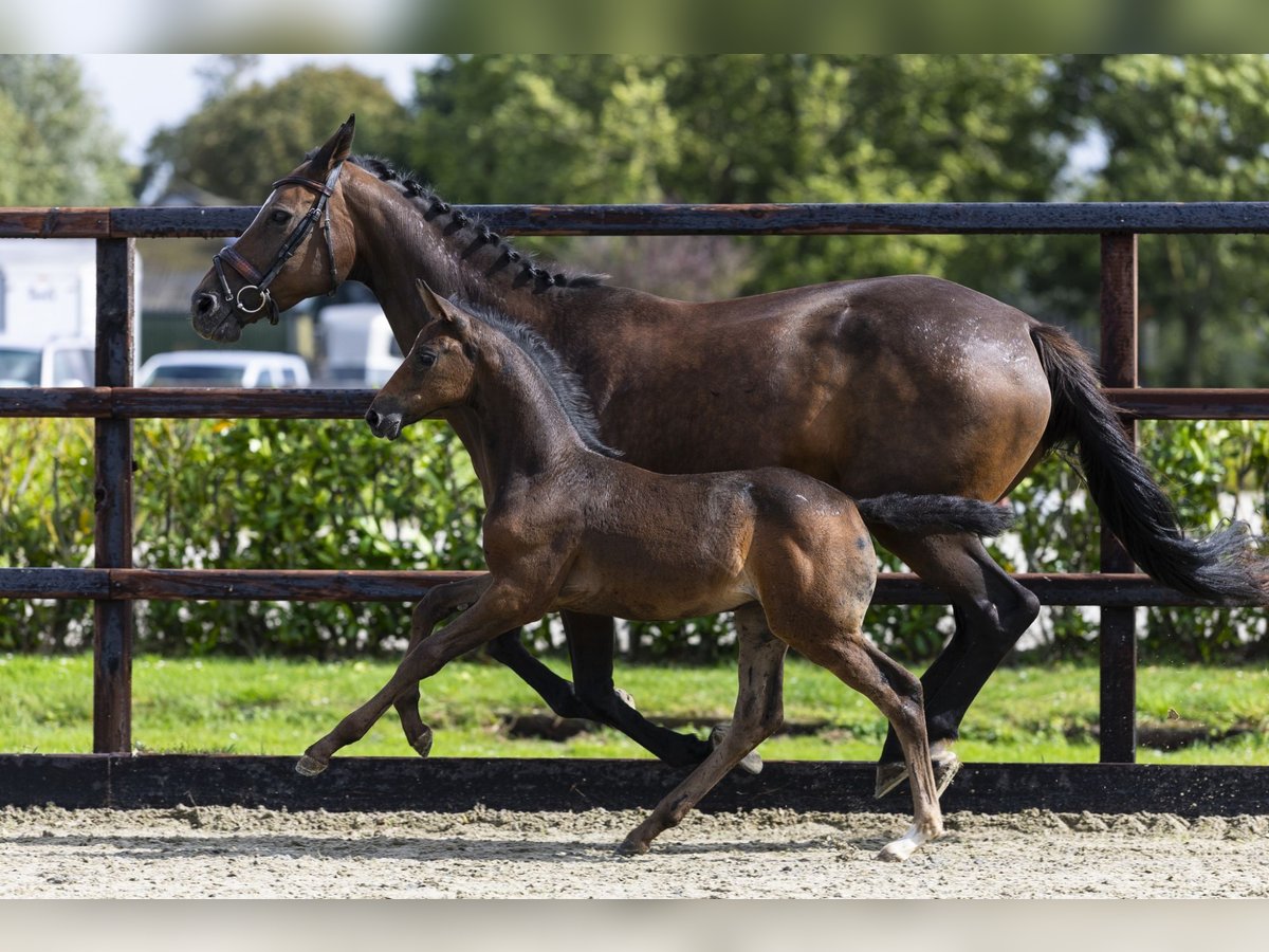 Zangersheider Mare Foal (07/2025) Bay-Dark in Waddinxveen