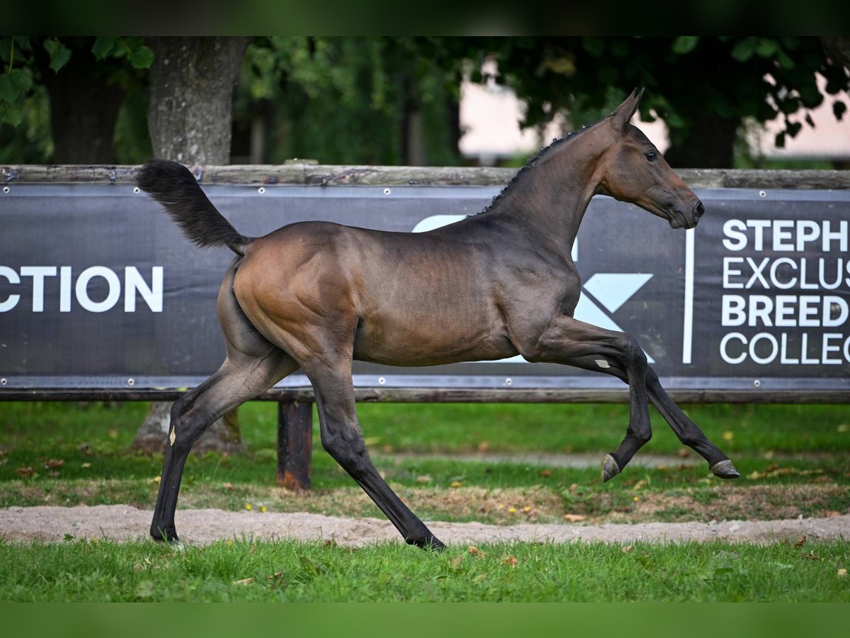 Zangersheider Mare Foal (04/2025) Bay-Dark in Wolvertem