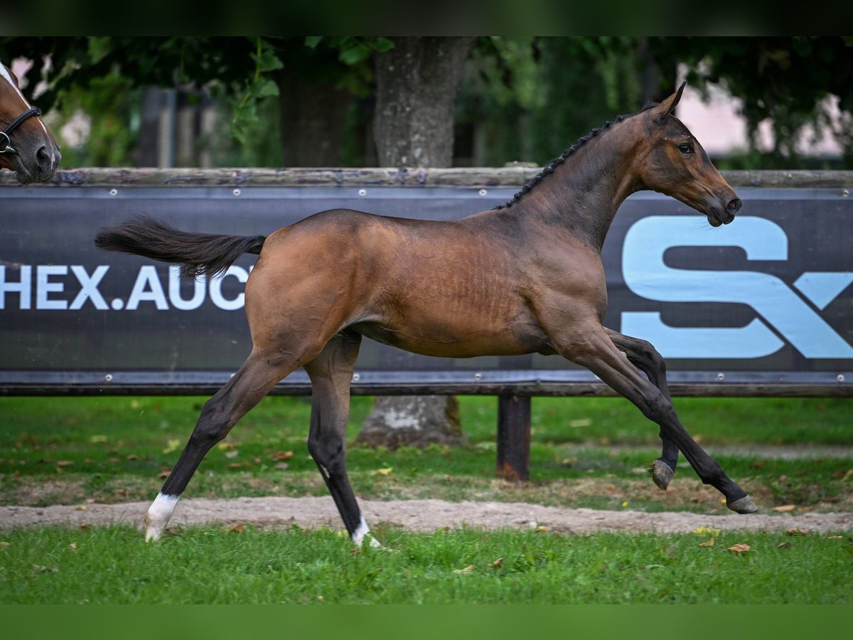 Zangersheider Mare Foal (03/2025) Bay-Dark in Wolvertem