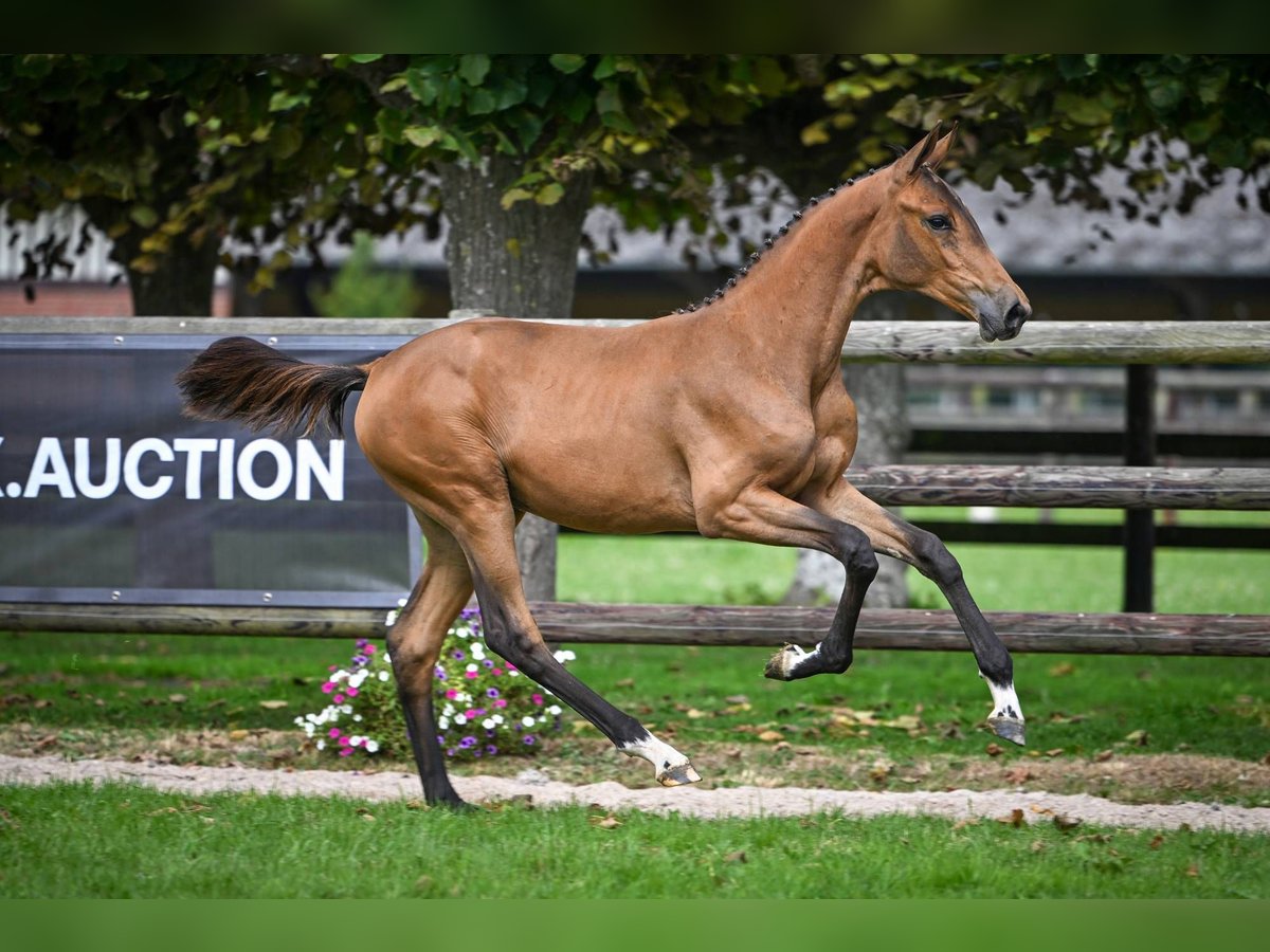 Zangersheider Mare Foal (03/2025) Bay in Wolvertem