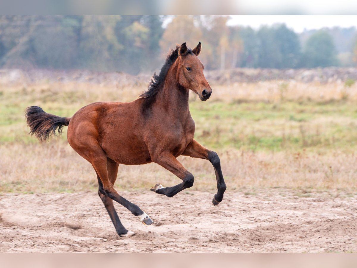 Zangersheider Mare Foal (03/2024) Bay in Zielona Góra