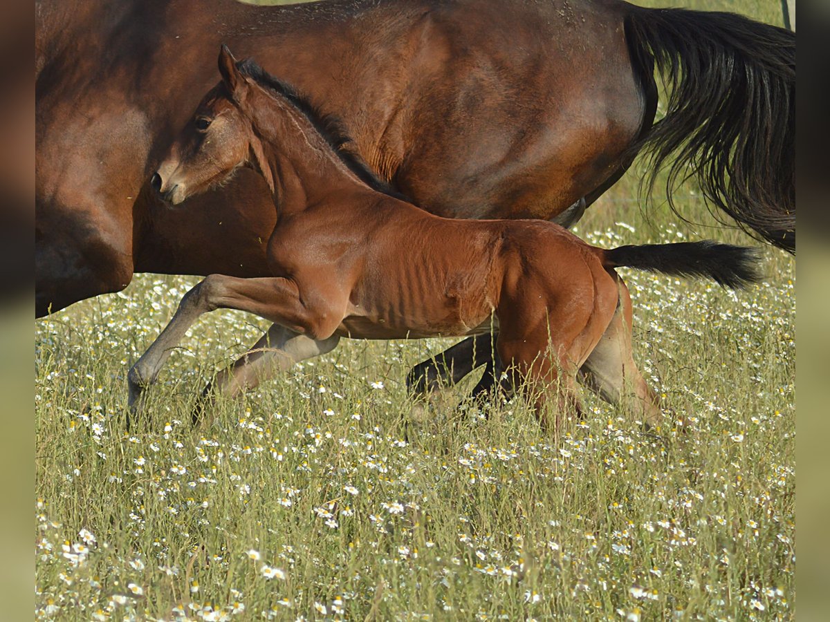 Zangersheider Mare  Brown in Murtosa