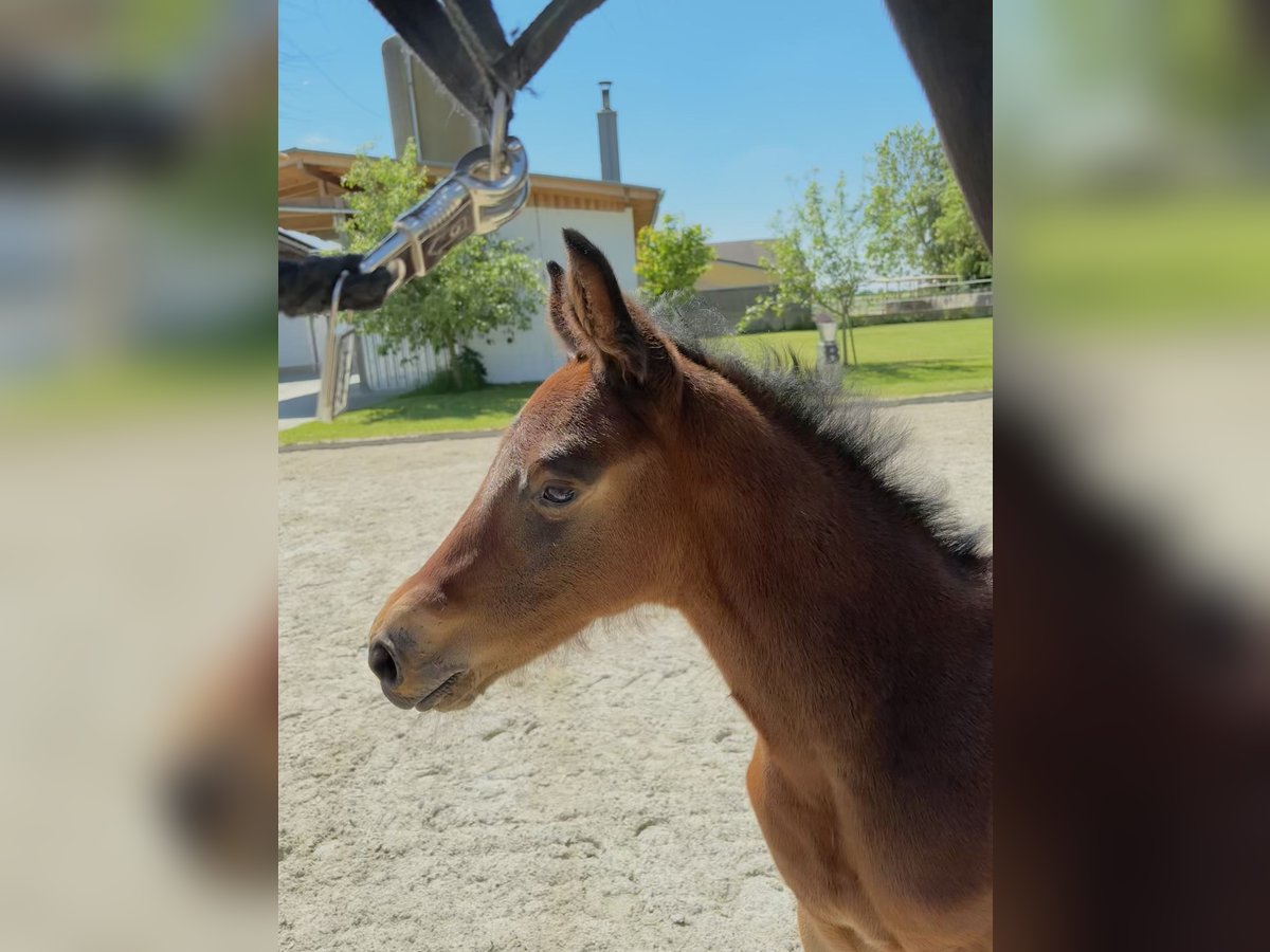 Zangersheider Mare  Brown in ErhartingErharting