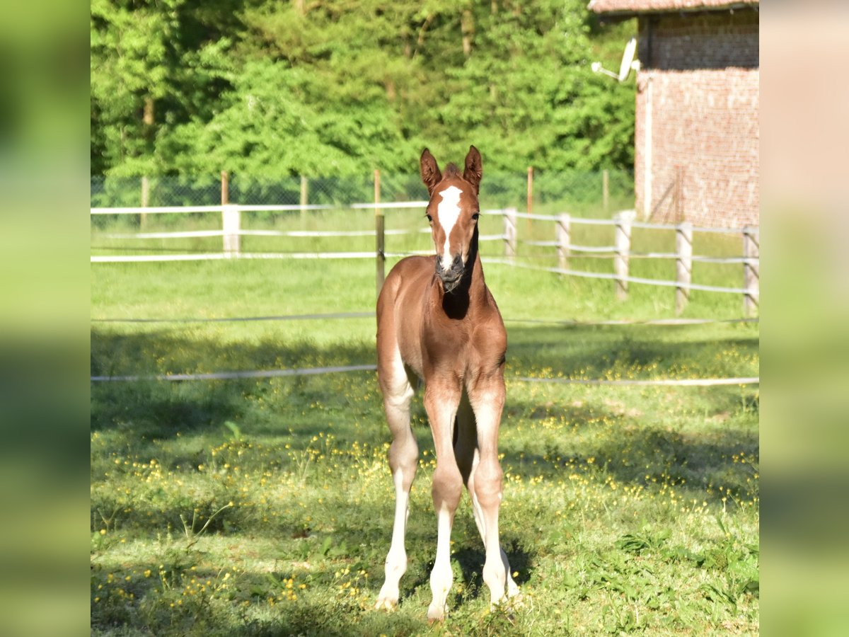Zangersheider Mare  Brown in GROTE-BROGEL
