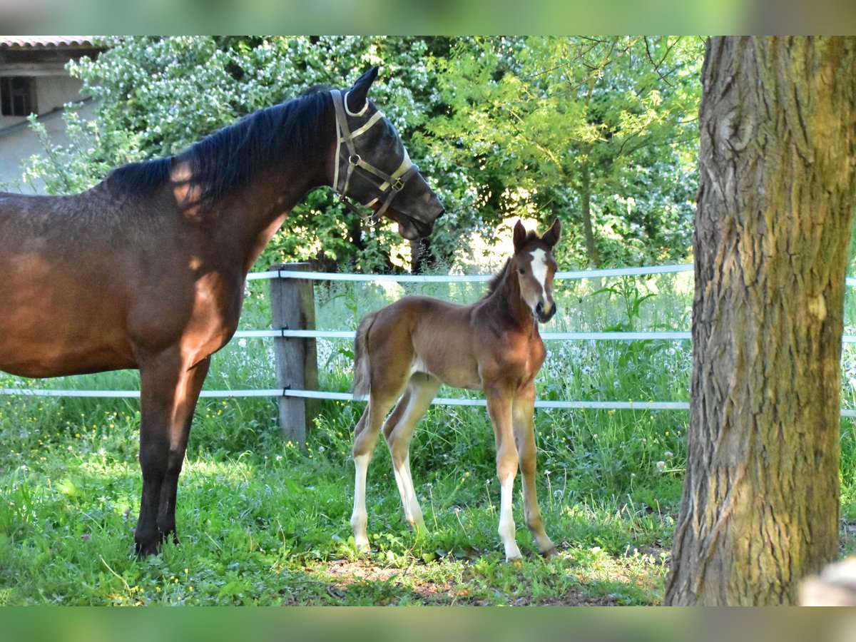 Zangersheider Mare  Brown in GROTE-BROGEL