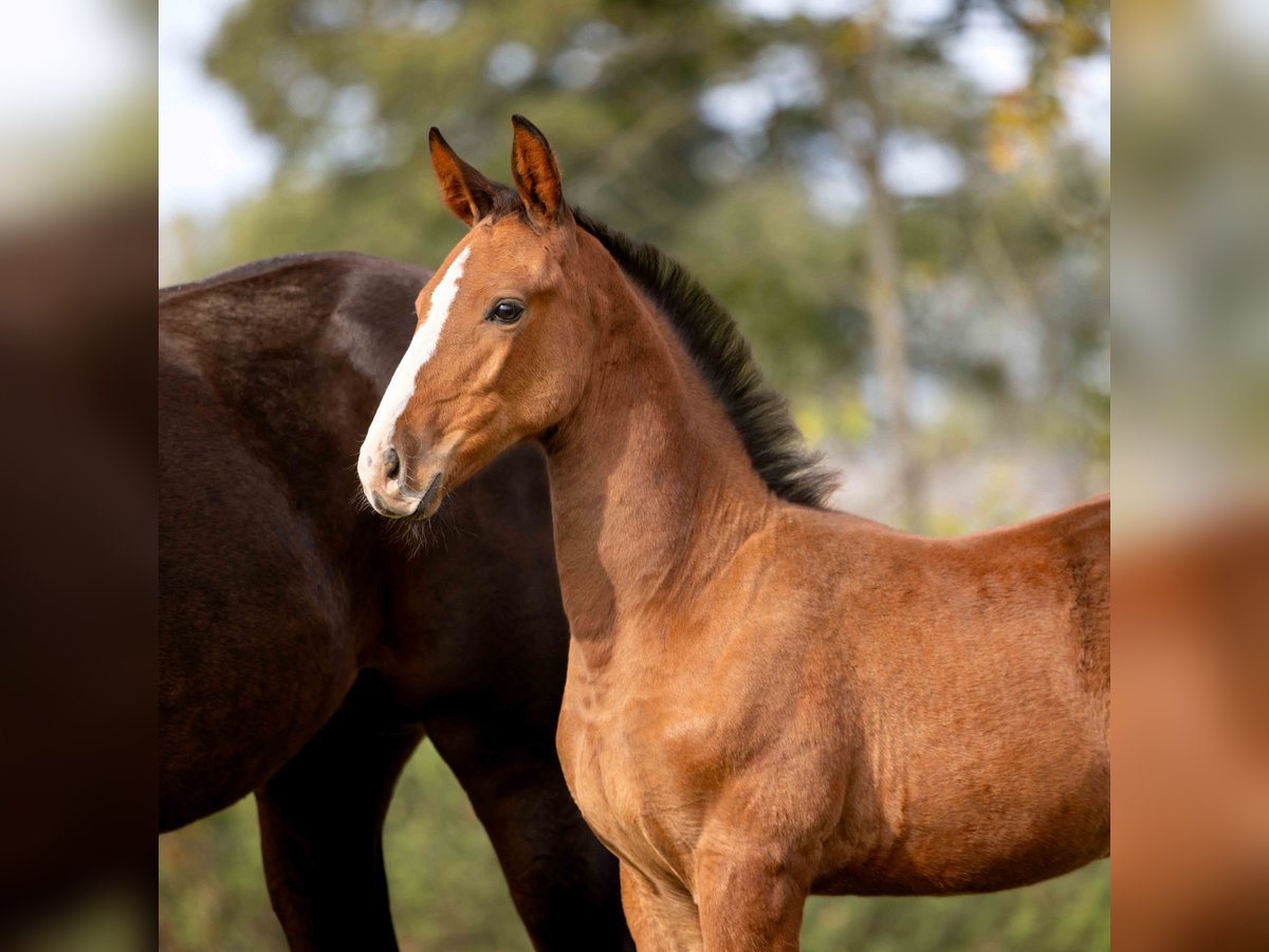 Zangersheider Mare Foal (07/2025) Brown in GROTE-BROGEL