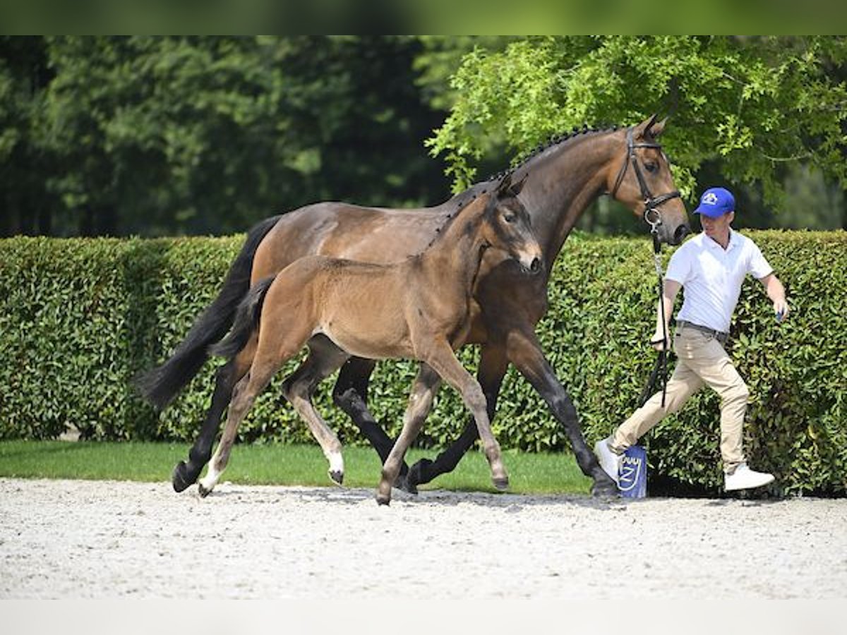 Zangersheider Mare Foal (04/2024) Brown in Ieper