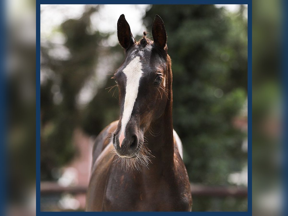 Zangersheider Mare Foal (03/2024) Chestnut-Red in Gieten