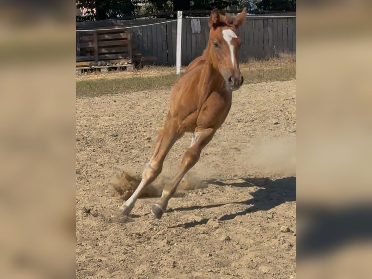 Zangersheider Mare Foal (01/2025) Chestnut-Red in Heusden zolder