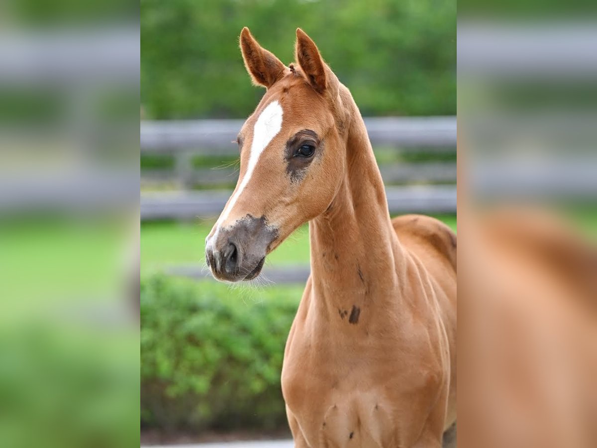 Zangersheider Mare  Chestnut in Neerglabbeek