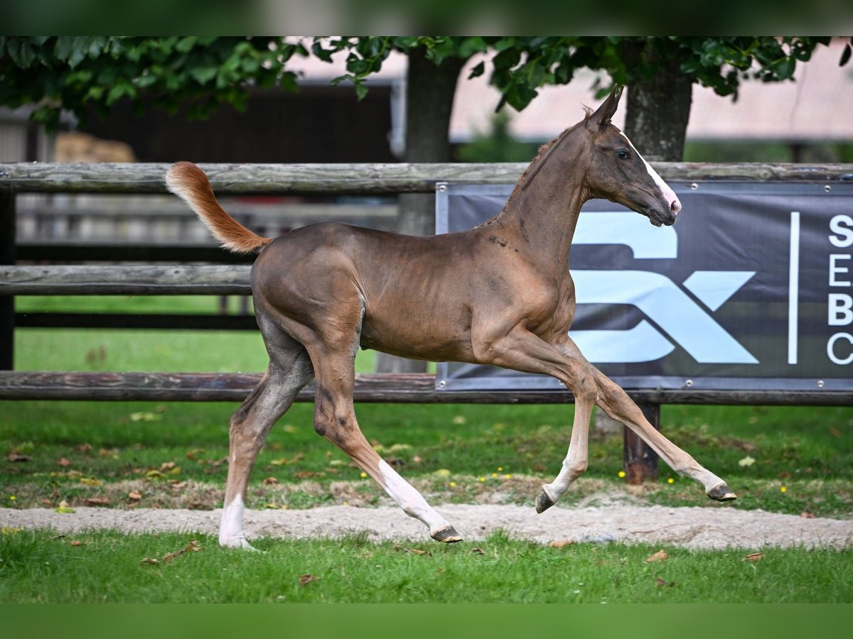 Zangersheider Mare Foal (05/2025) Chestnut in Wolvertem