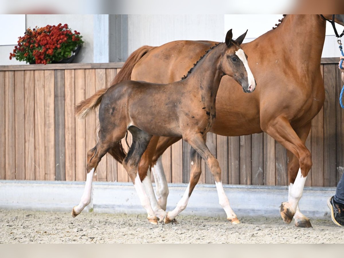 Zangersheider Mare Foal (06/2025) Chestnut in Zelle