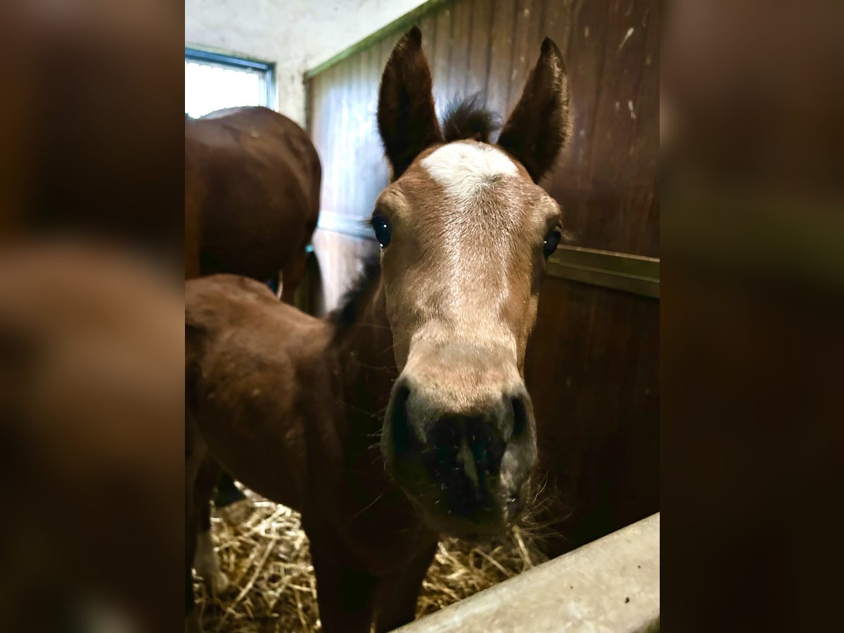 Zangersheider Mare Foal (03/2024) in Gosselies