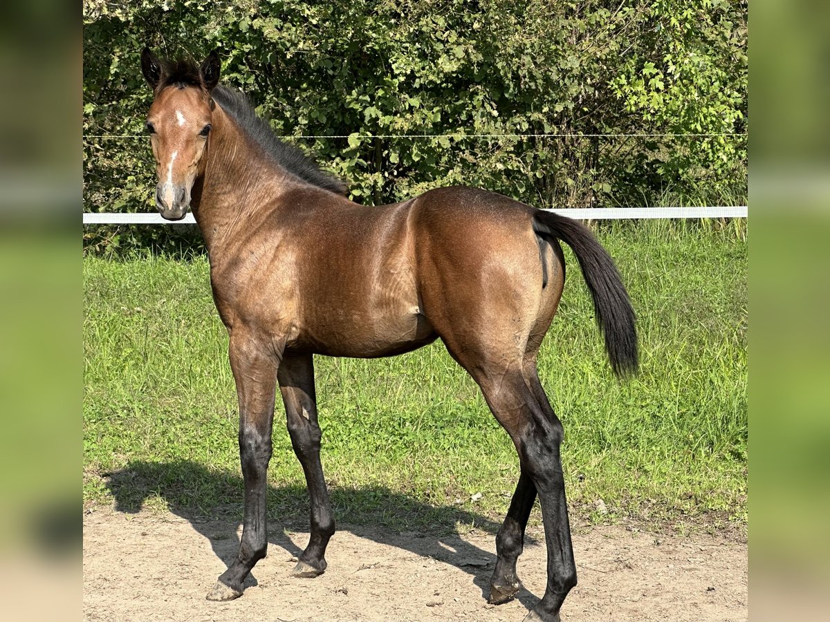 Zangersheider Mare Foal (05/2024) Gray in Cuggiono