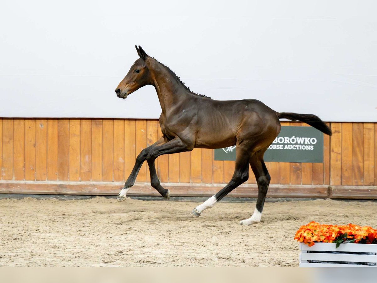 Zangersheider Mare Foal (04/2025) in Babor&#xF3;wko