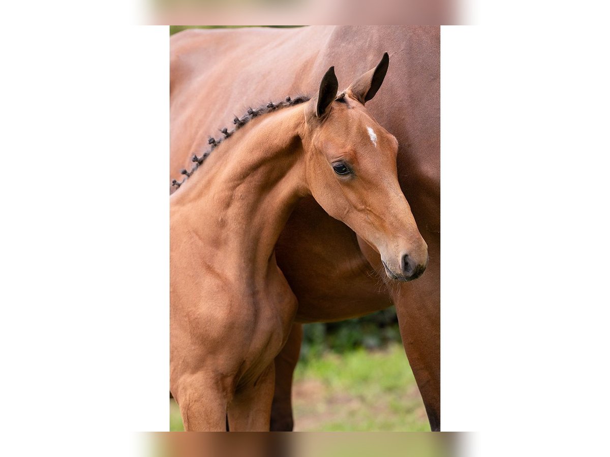 Zangersheider Mare Foal (06/2025) in Heerde