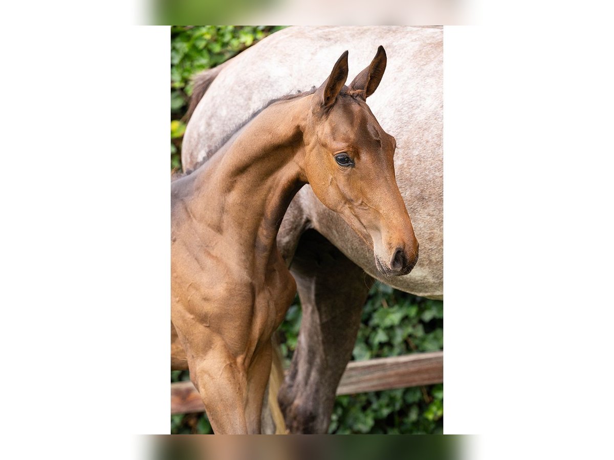 Zangersheider Mare Foal (06/2025) in Heerde