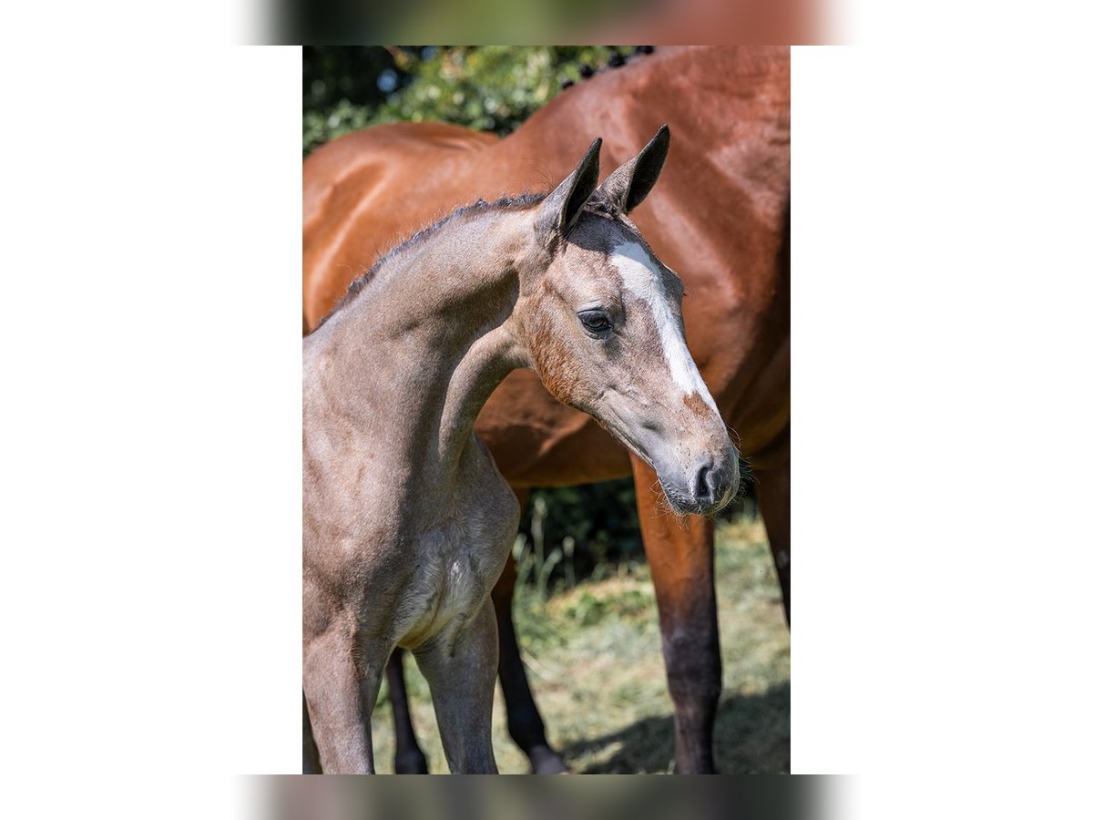Zangersheider Mare  in Heerde