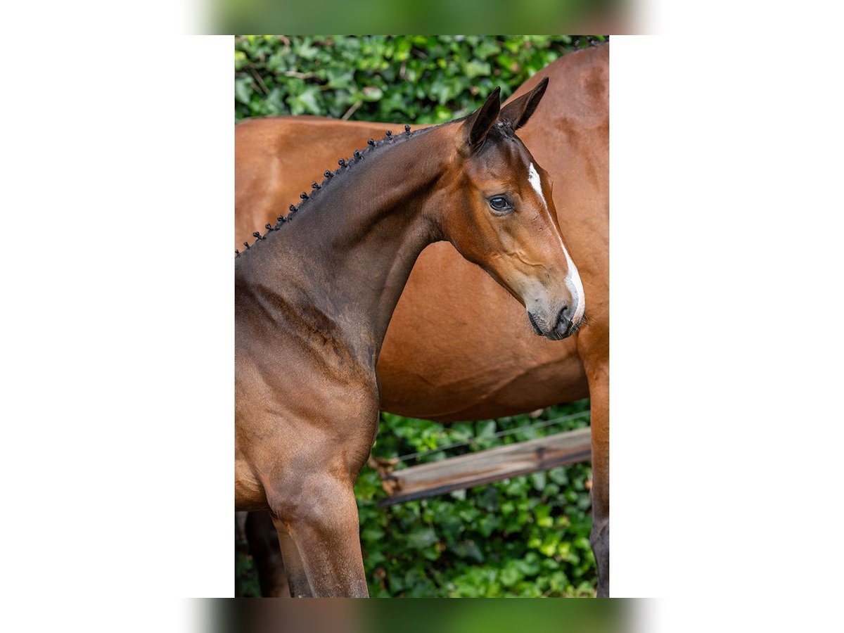 Zangersheider Mare Foal (05/2025) in Heerde