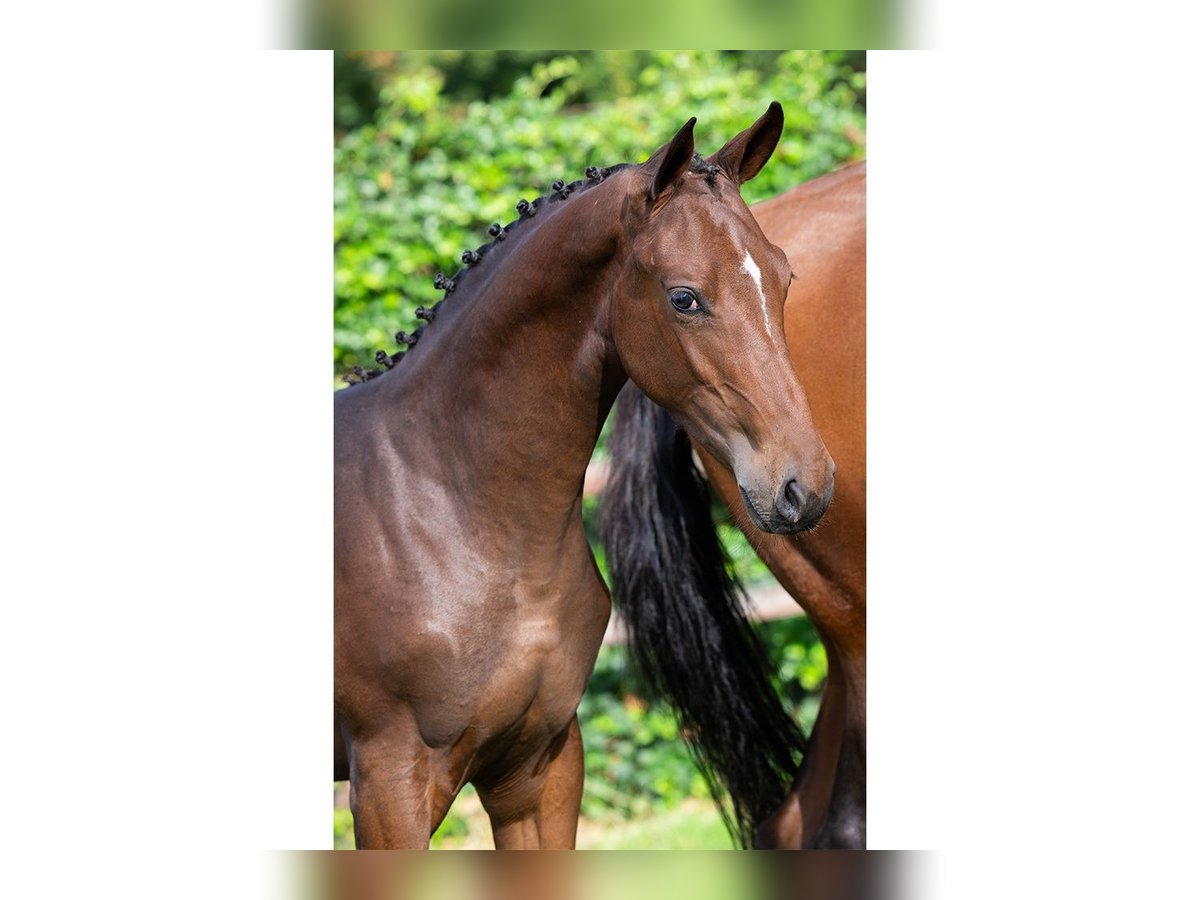 Zangersheider Mare Foal (02/2025) in Heerde