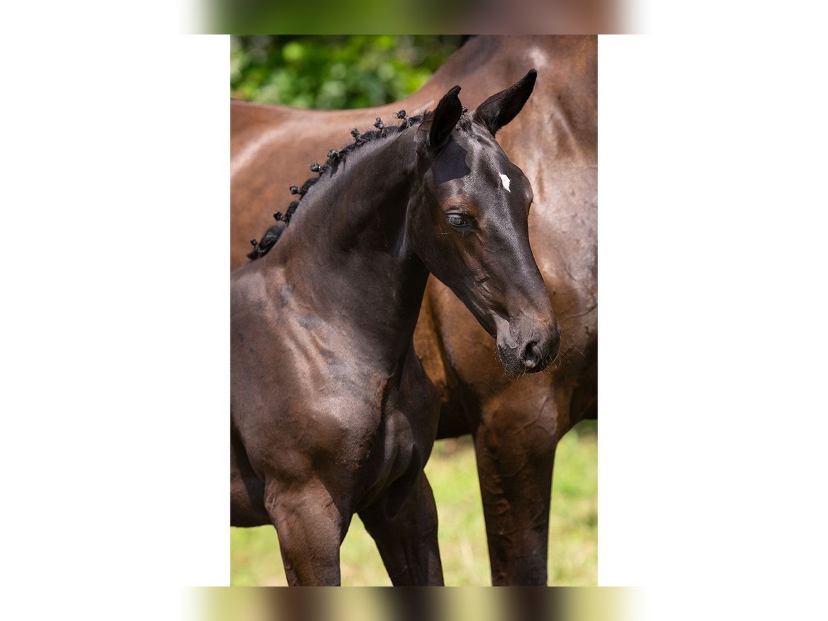 Zangersheider Mare Foal (05/2025) in Heerde