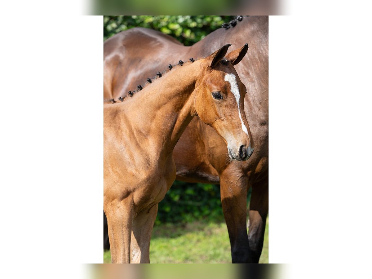 Zangersheider Mare Foal (05/2025) in Heerde