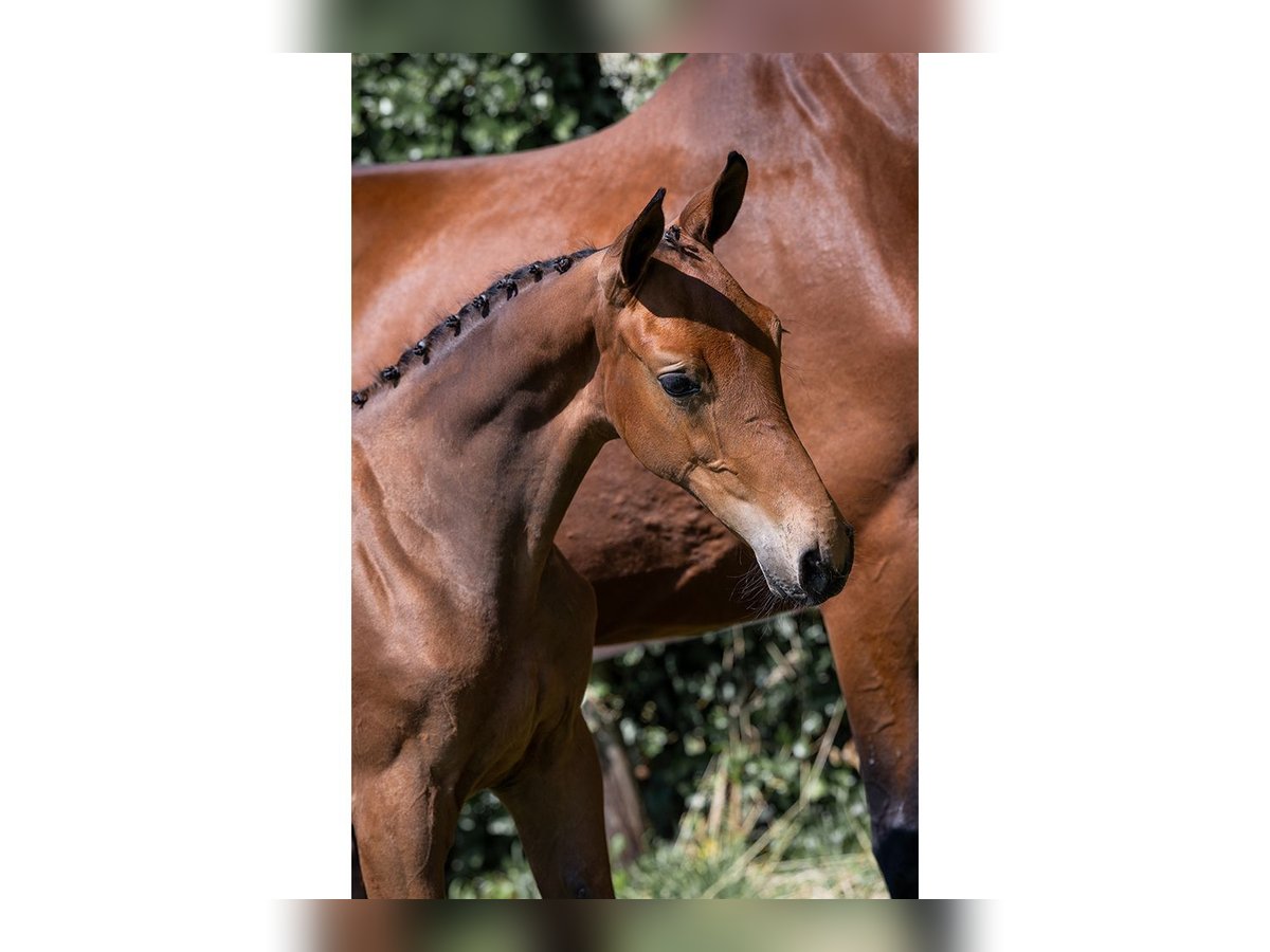 Zangersheider Mare  in Heerde