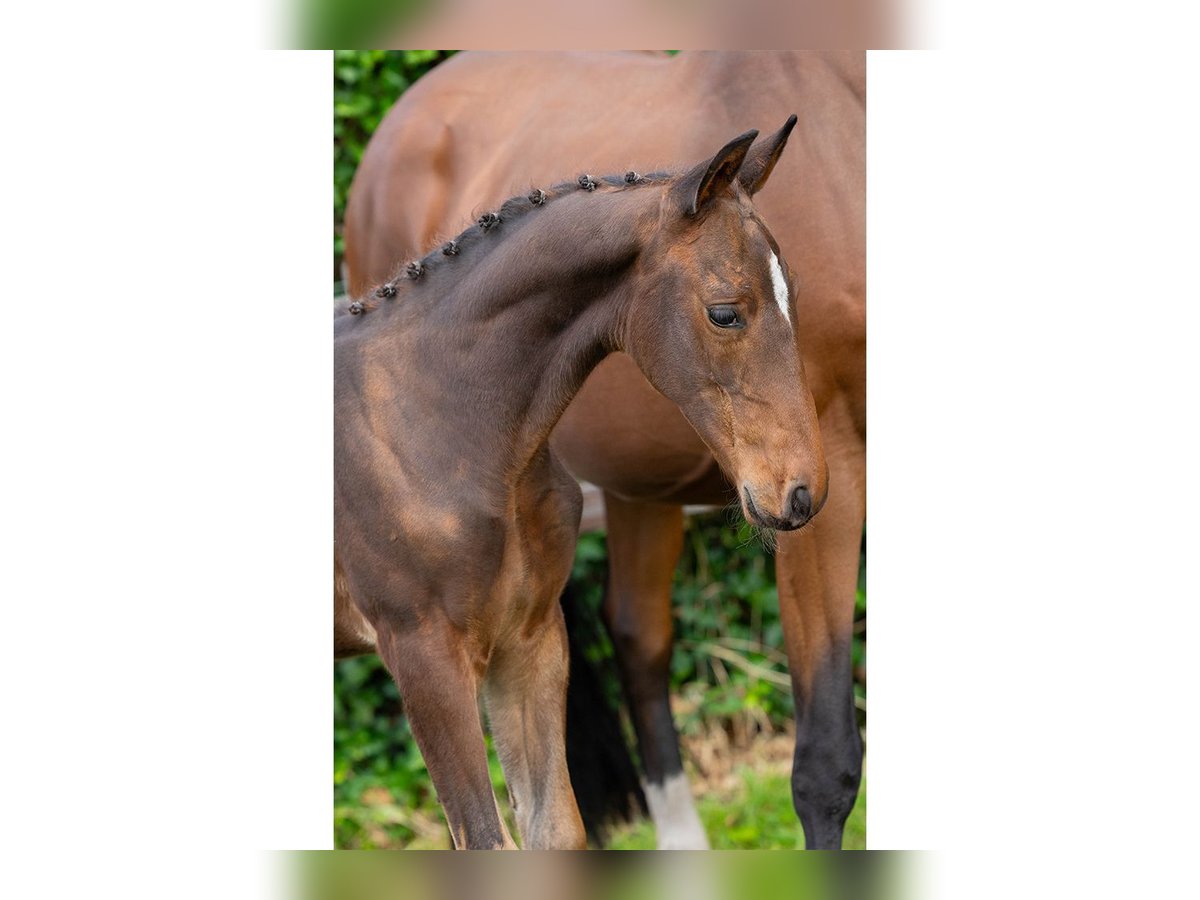 Zangersheider Mare Foal (06/2025) in Heerde