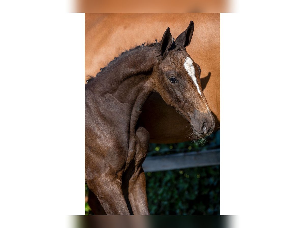 Zangersheider Mare Foal (05/2025) in Heerde