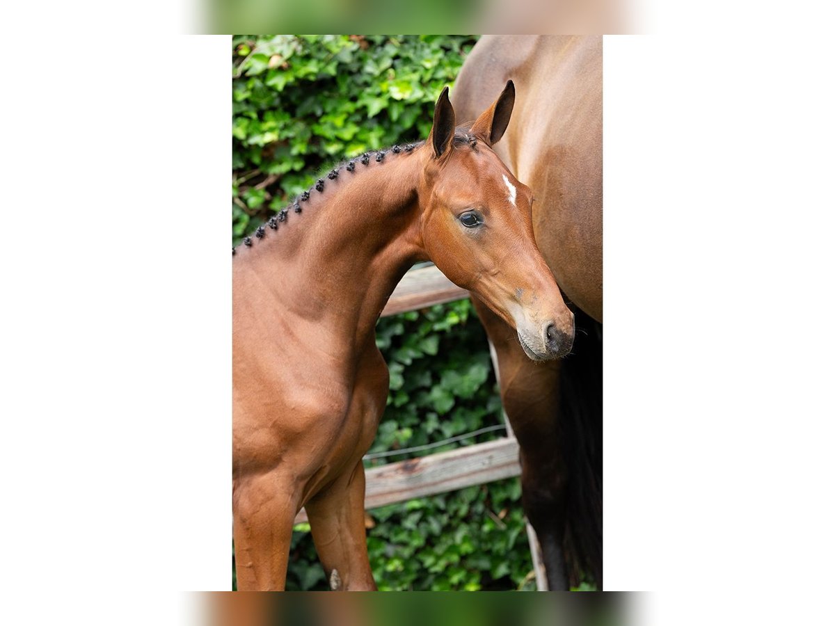 Zangersheider Mare Foal (05/2025) in Heerde