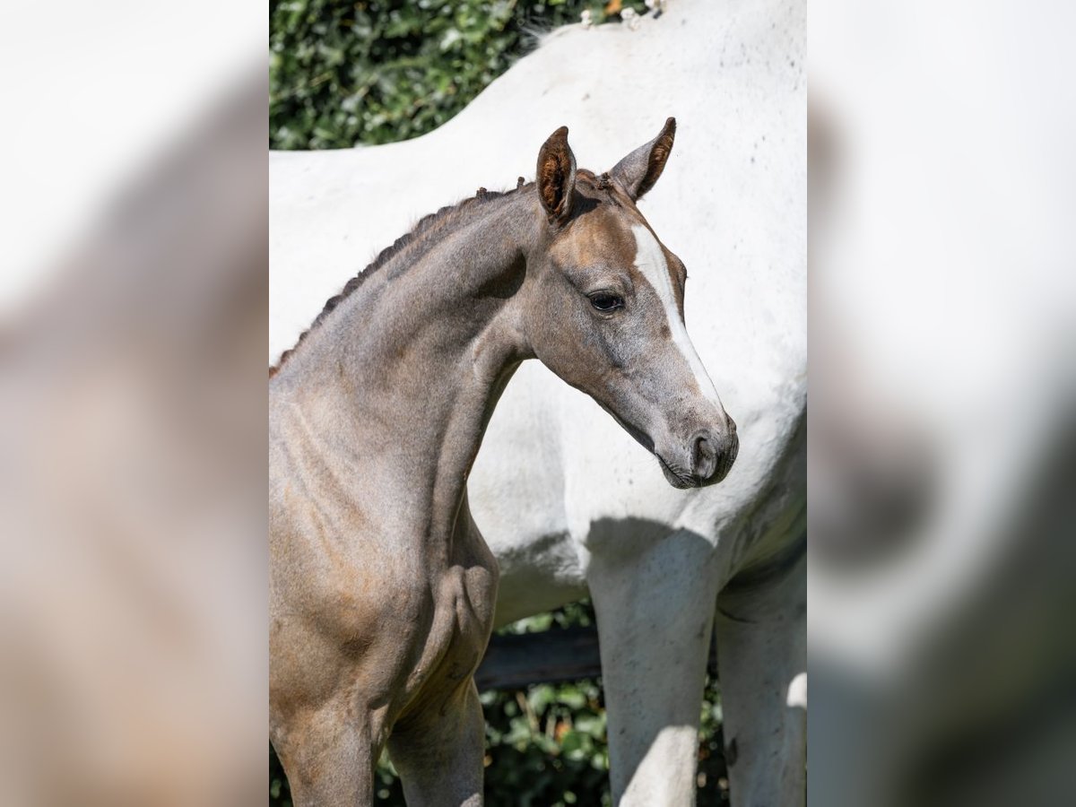 Zangersheider Mare  in Heerde