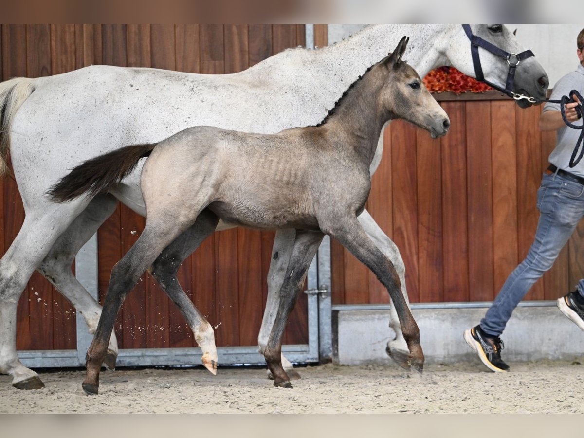 Zangersheider Mare Foal (06/2025) in Zelle