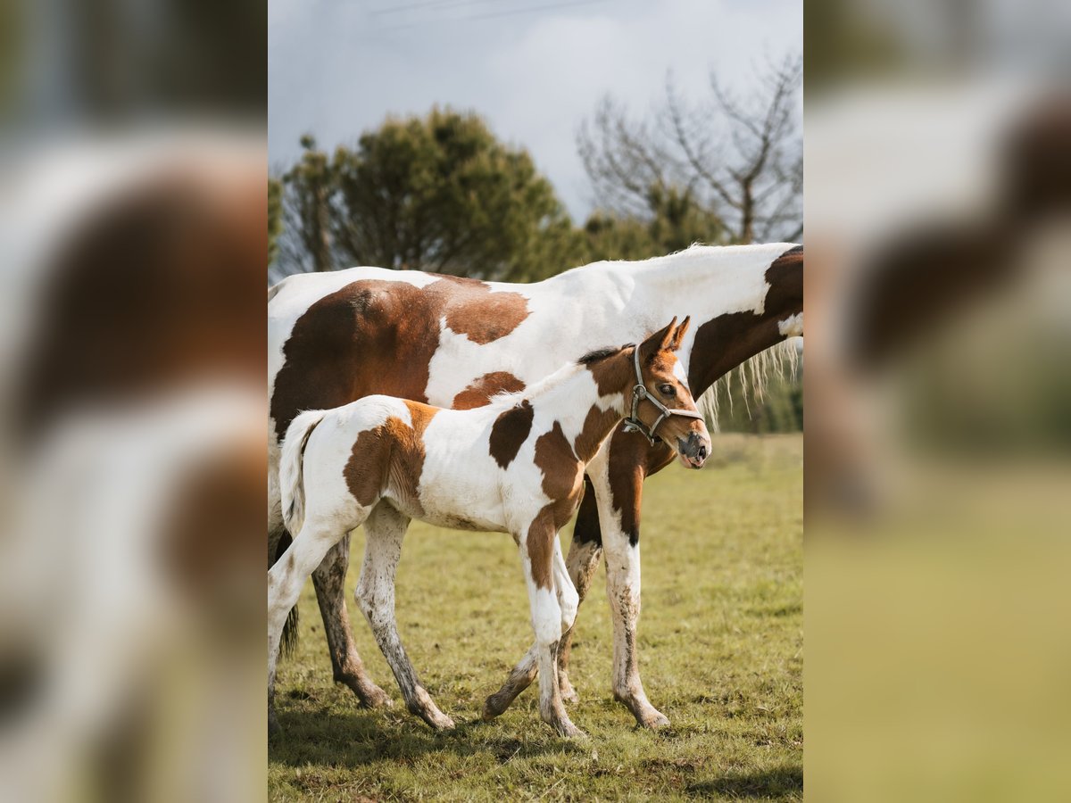 Zangersheider Mare Foal (01/2024) Tobiano-all-colors in La Roche-Chalais